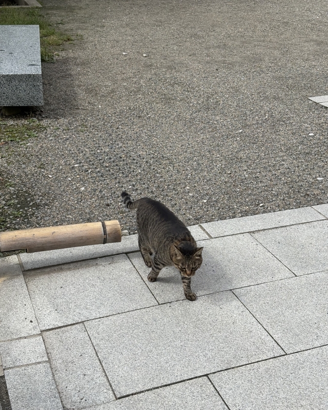 MASH(ﾏｯｼｭ) 岩手一人旅にて出会った野良猫
