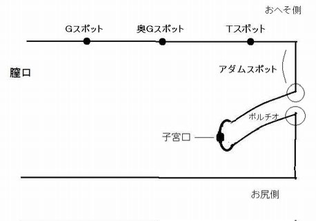 ITO(ｲﾄ) 金夜はポルキャス