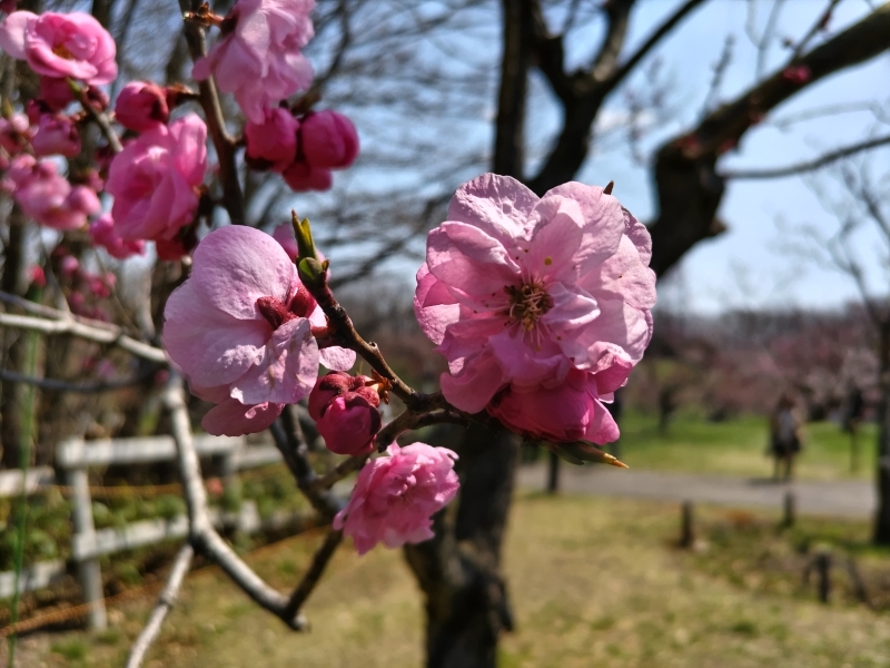 AISA(アイサ) 毎年恒例🏵️