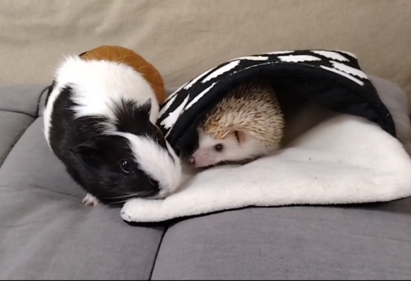 HASUMI(ﾊｽﾐ) トムとジェリー