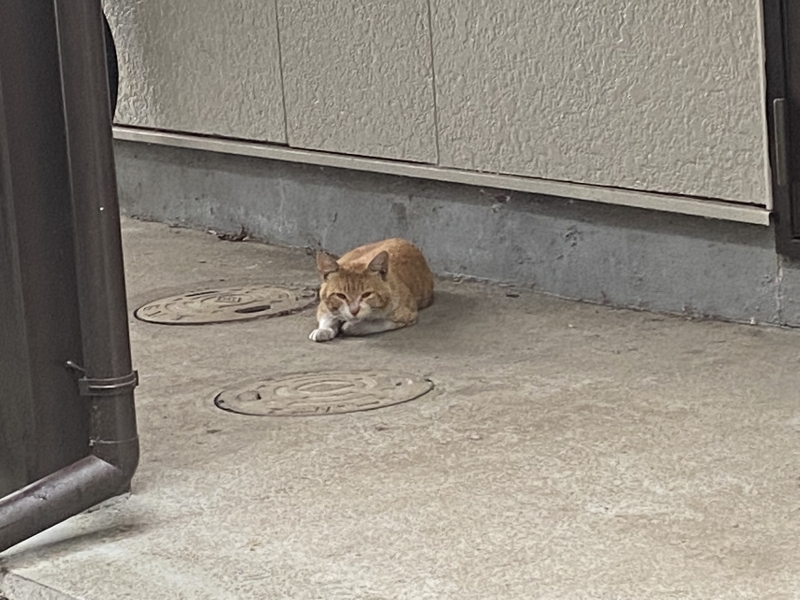 AMANE(ｱﾏﾈ) かわいい