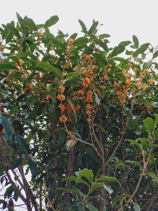 MIKURI(ミクリ) この時期は