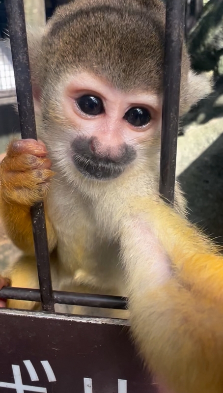 RYOTO(リョウト) #159 リスザル