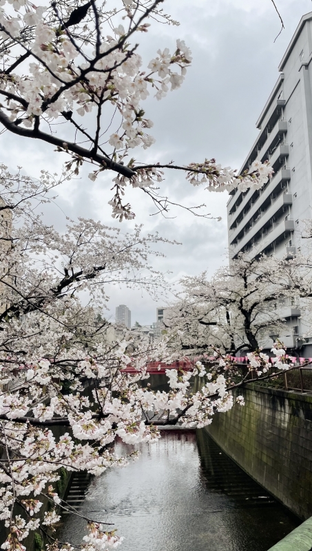 HIDAKA(ﾋﾀﾞｶ) 桜
