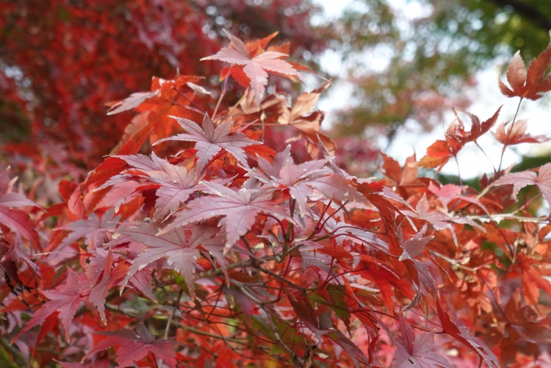 MASH(ﾏｯｼｭ) 紅葉がきれいだ