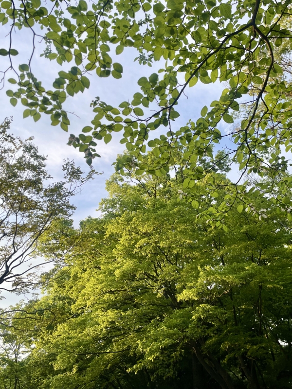 RINKO(リンコ) 犬めっちゃいた🐶