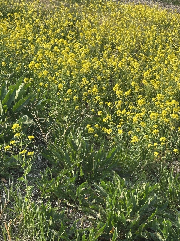 ATSUSHI(アツシ) 花粉ニモマケズ。土手に咲いた菜の花に春を感ず