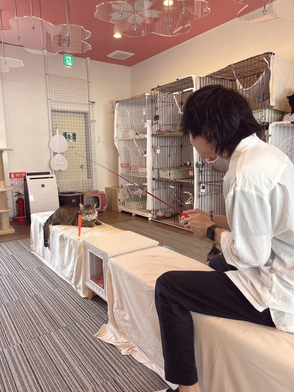 AZUMA(アズマ) 猫アレルギーじゃないと信じたい