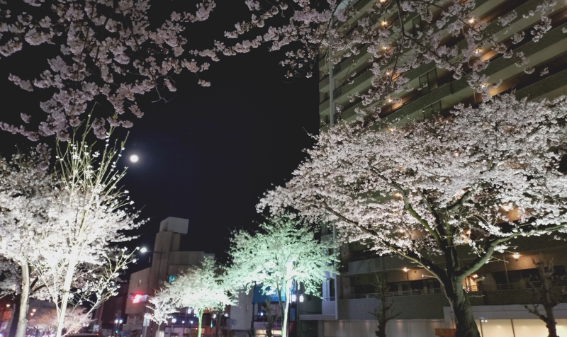 MIKURI(ﾐｸﾘ) 夜桜って、、