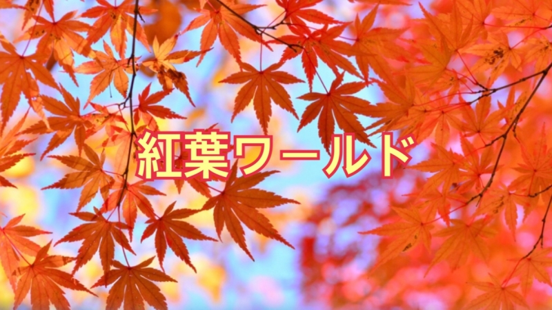 MOMIJI(ﾓﾐｼﾞ) 紅葉ワールドとは！？