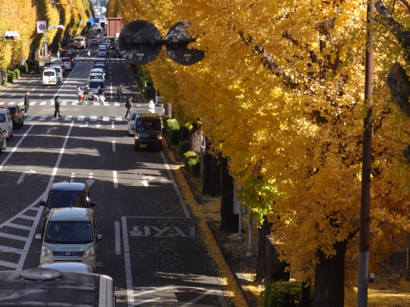 MASH(ﾏｯｼｭ) 歩道橋からみた銀杏並木