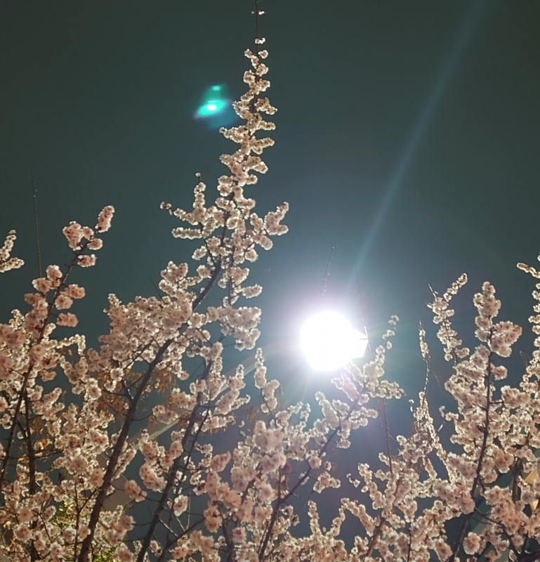 KOYOI(ｺﾖｲ) あっという間