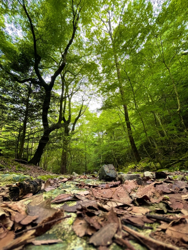 SOTA(ソウタ) 心がふっと軽くなる森林セラピー