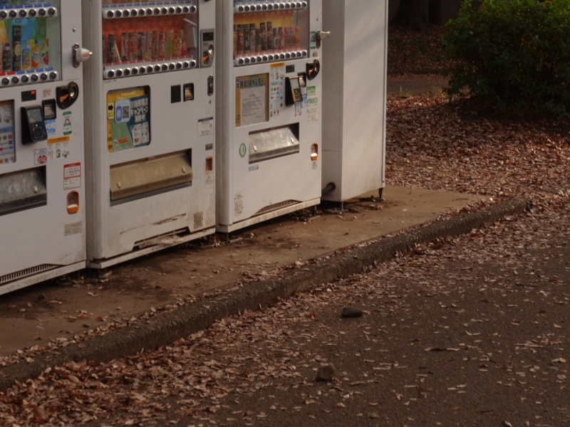 MASH(マッシュ) 何げない風景ほど、価値がある