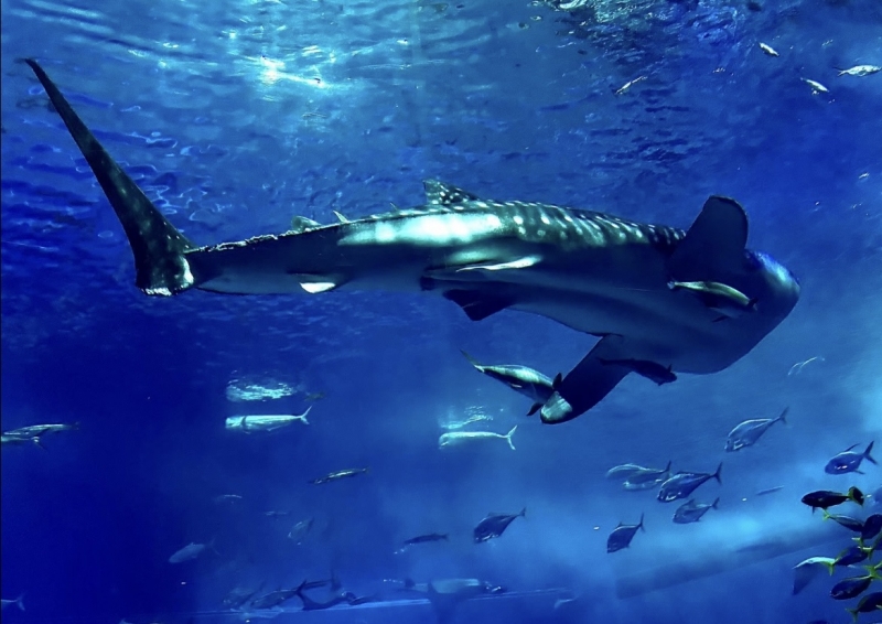 HIROYA(ﾋﾛﾔ) 水族館