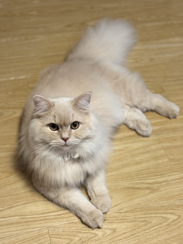 BOSS(ボス) (^ට ‧̫ ට^)੭