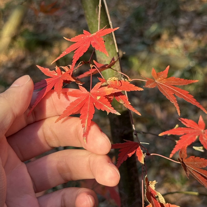 MATSURI(ﾏﾂﾘ) あけまして