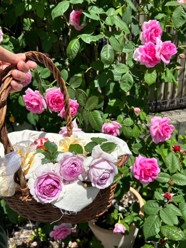ROSÈ(ﾛｾﾞ) 写真撮影📸