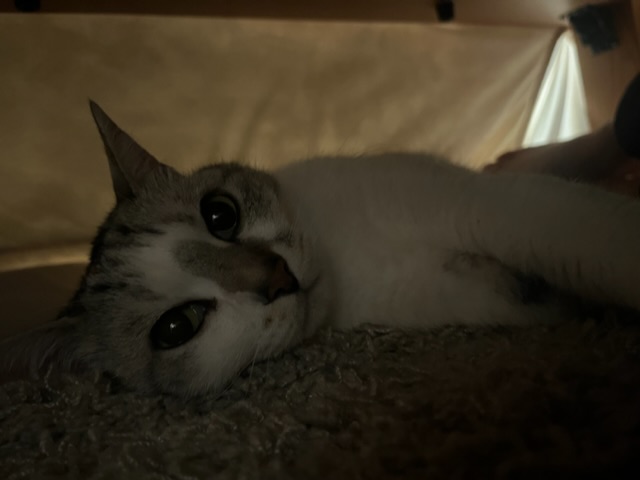 YUYA(ユウヤ) 実家の猫