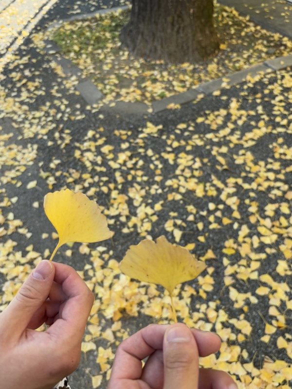 MASH(マッシュ) いちょうミッケ!