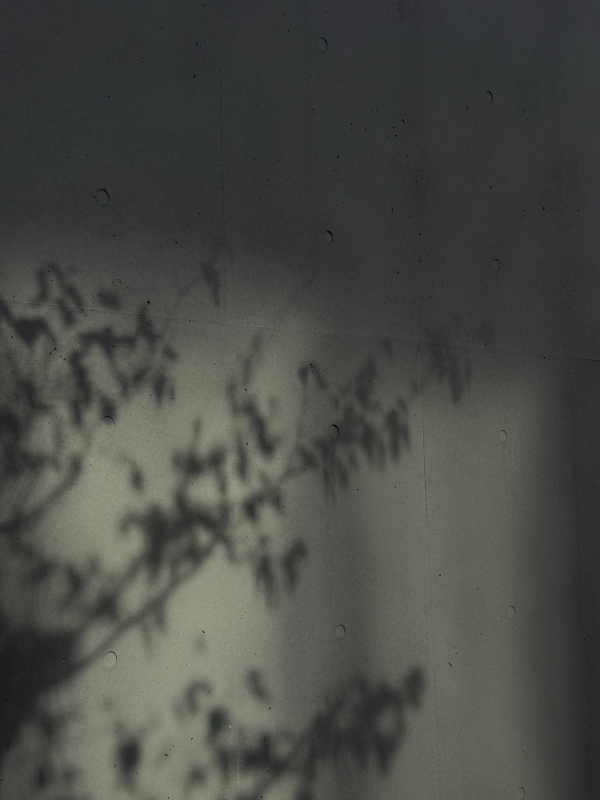 MASH(ﾏｯｼｭ) 光と影。