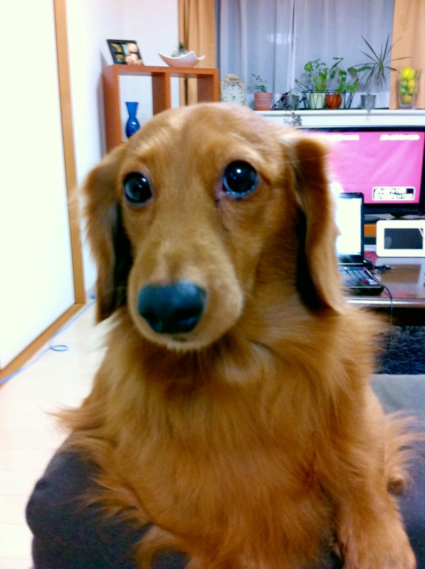 MIKITO(ﾐｷﾄ) 犬猫は勿論動物大好き