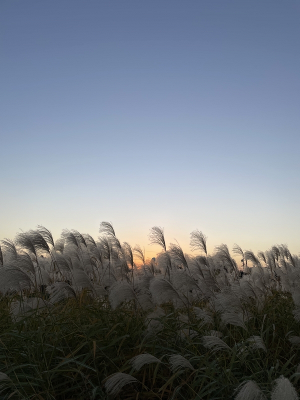 JOJO(ｼﾞｮｼﾞｮ) 11月ありがとうございました。