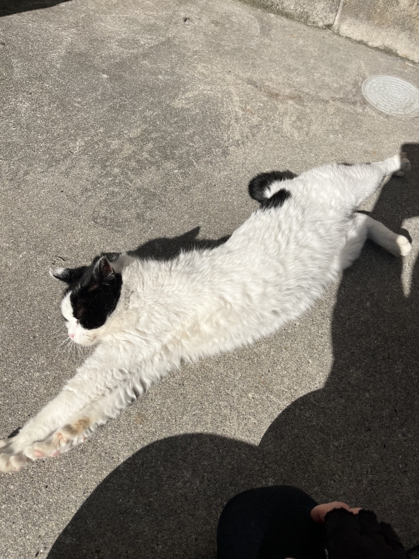 SHINNOSUKE(ｼﾝﾉｽｹ) ぬこかわいい