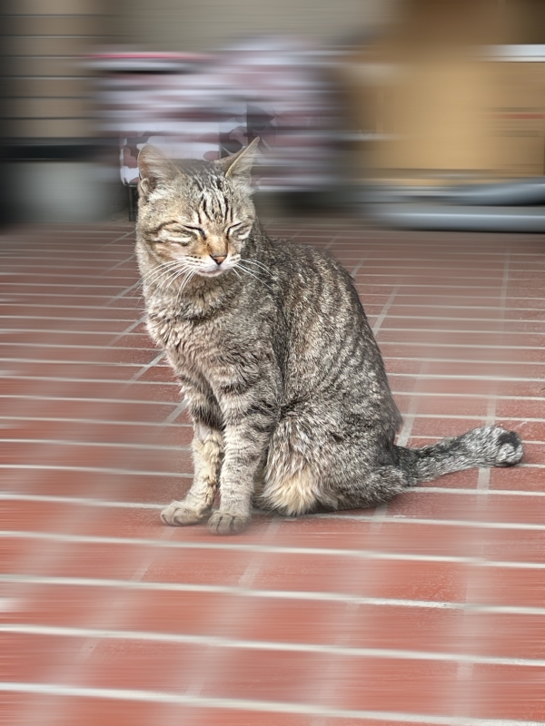 KENYU(ｹﾝﾕｳ) のらねこ🐱