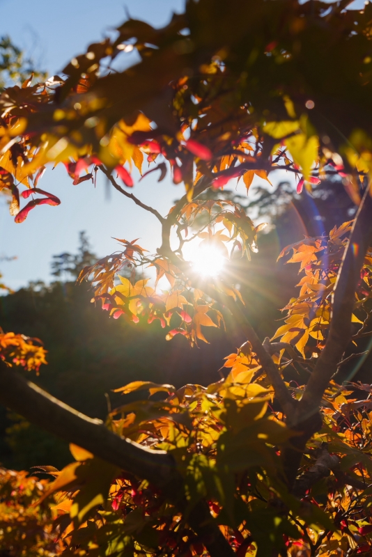 MIOTO(ミオト) 今秋の素敵な贈り物