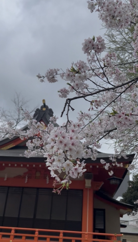 KONOSUKE(ｺｳﾉｽｹ) 時が経てばちゃんと、春も来る
