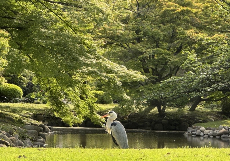 MAMORU(ﾏﾓﾙ) みどりの日🌳♡