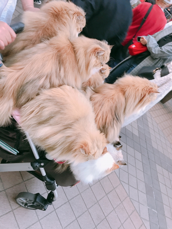 AMEKU(アメク) やべ、、、