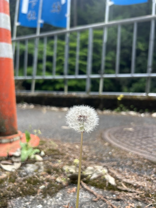 KONOSUKE(ｺｳﾉｽｹ) たんぽぽ