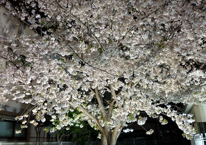 KOYOI(ｺﾖｲ) 迫力