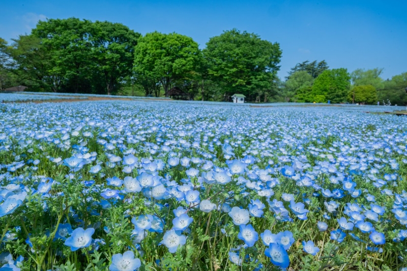 TENMA(ﾃﾝﾏ) ネモフィラ