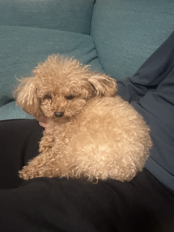 KUROHA（ｸﾛﾊ） 犬扱いプレイ？