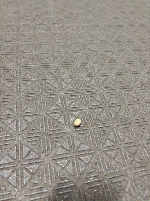 NOBU(ノブ) 豆落ちてるねん!