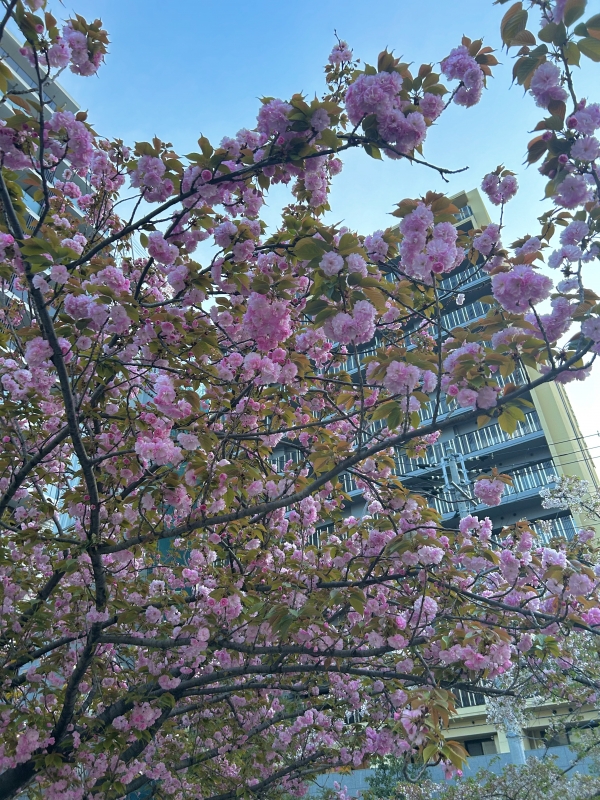 KONOSUKE(ｺｳﾉｽｹ) 桜餅みたい