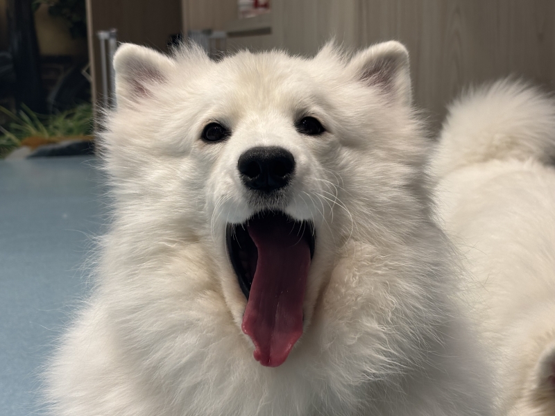 AYUMU(ｱﾕﾑ) 初🐶