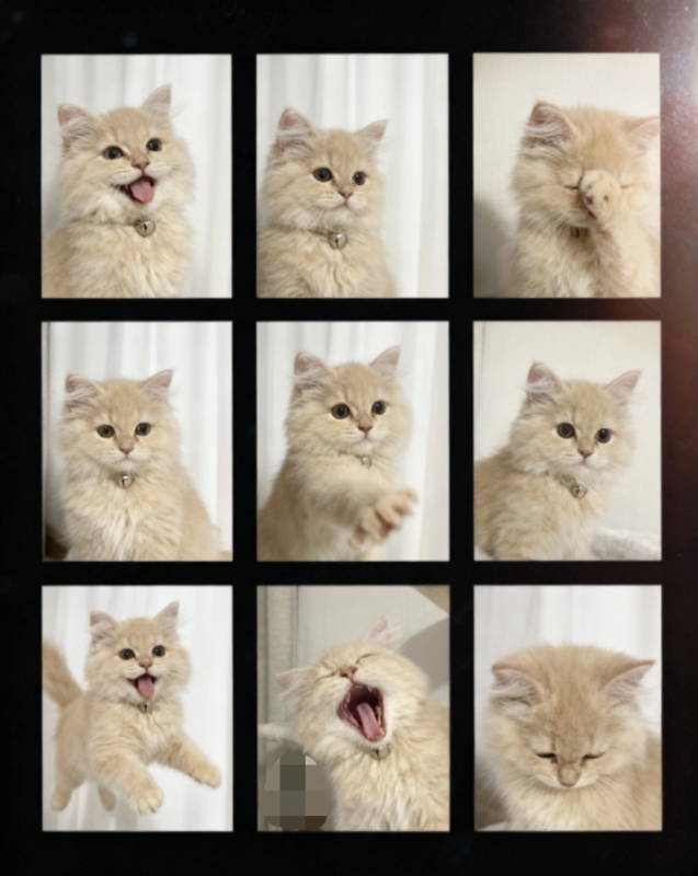 BOSS(ボス) (^ට ‧̫ ට^)੭