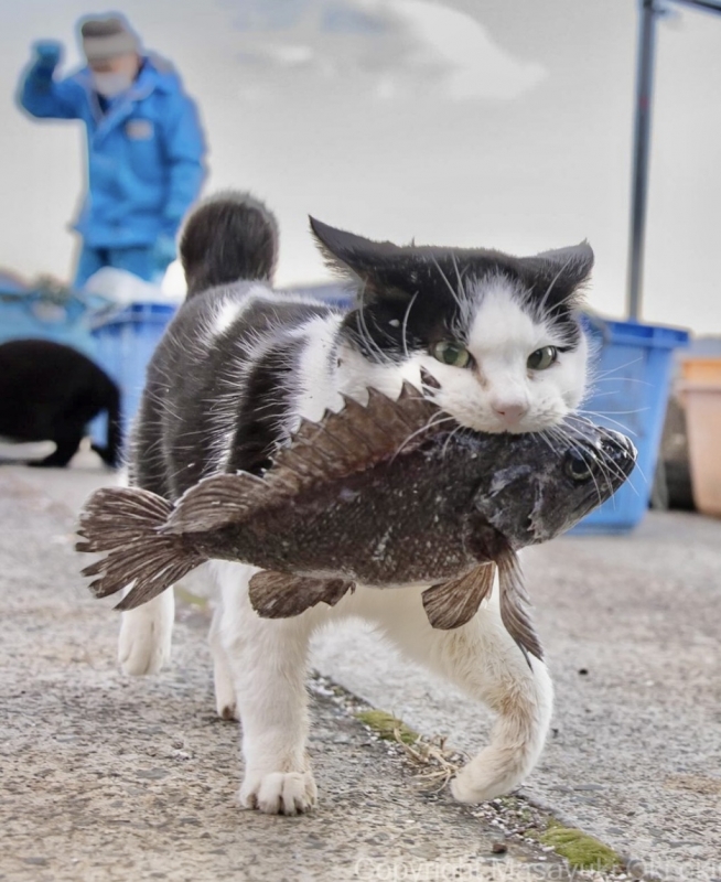 KENTO (ｹﾝﾄ) 😼