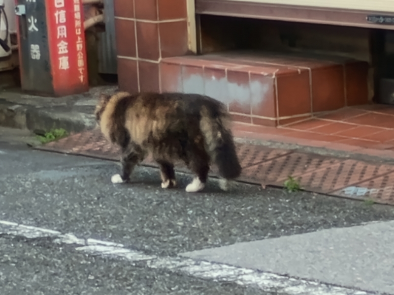 KOYOI(ｺﾖｲ) その2