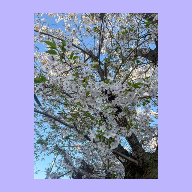 YUNI（ﾕﾆ） お花見