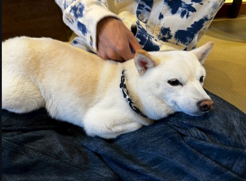 RYU(ﾘｭｳ) 癒やし🐶