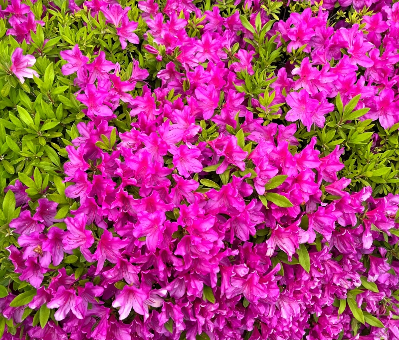 MIKITO(ﾐｷﾄ) 吸うやつ