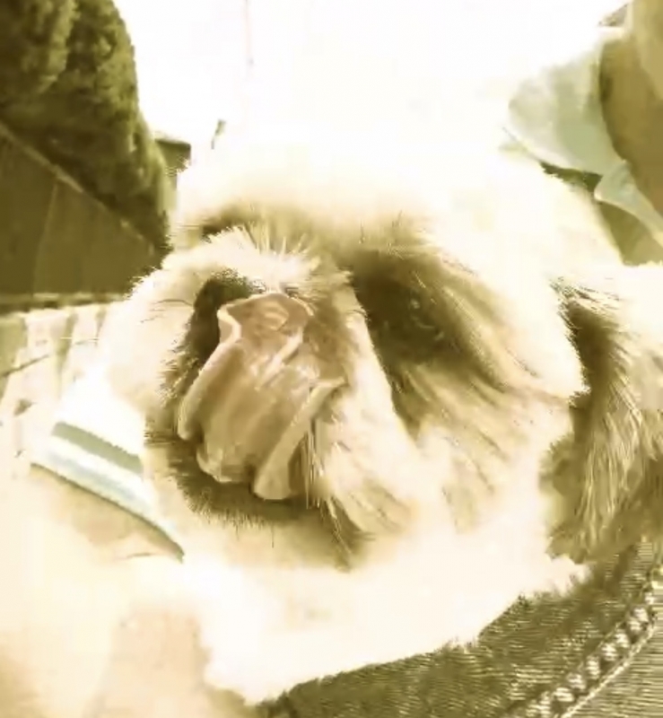 PIKA（ﾋﾟｶ） まさかの迷い犬