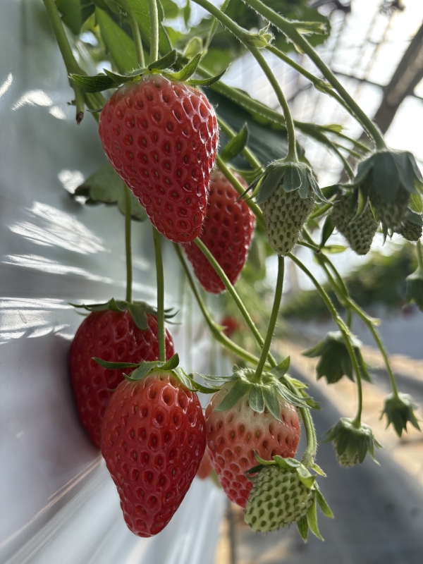 MAKI(マキ) マキの日常