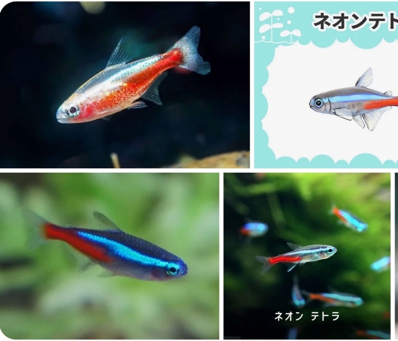 MIRAI(ミライ) 生き物　その③