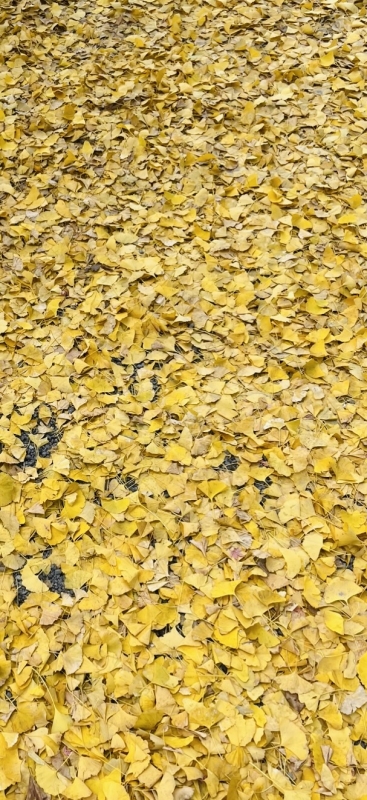 AO(アオ) 黄色い絨毯